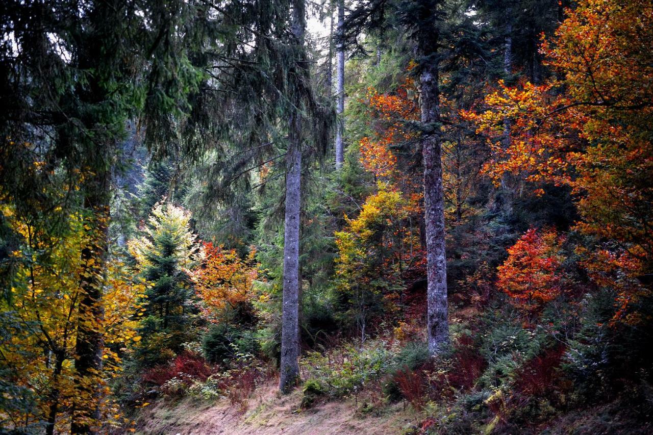 C3 Albmatte-Fewo Sauna, Hallenbad Aussenbecken Massagen Nebenan 상트블라신 외부 사진